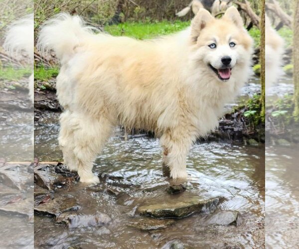 Medium Photo #3 Huskies -Pomeranian Mix Puppy For Sale in Cuba, NY, USA