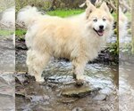 Small #2 Huskies -Pomeranian Mix