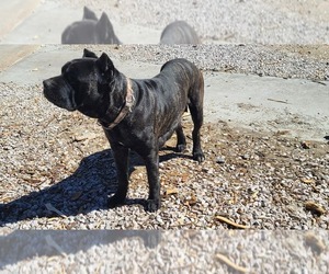 Mother of the Cane Corso puppies born on 03/17/2022