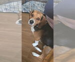 Small #1 Beagle