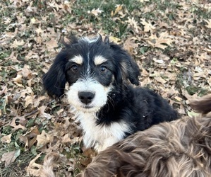 Cock-A-Poo Puppy for sale in INDEPENDENCE, MO, USA