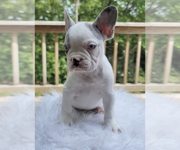 Medium Photo #6 French Bulldog Puppy For Sale in DANBURY, CT, USA
