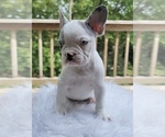 Small Photo #6 French Bulldog Puppy For Sale in DANBURY, CT, USA