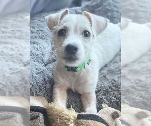 Mutt Dogs for adoption in Holly Springs, NC, USA