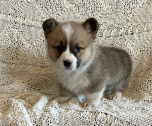 Pembroke Welsh Corgi Puppy for Sale in THORP, Wisconsin USA