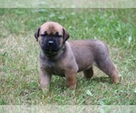 Puppy Jumba 2 Boerboel
