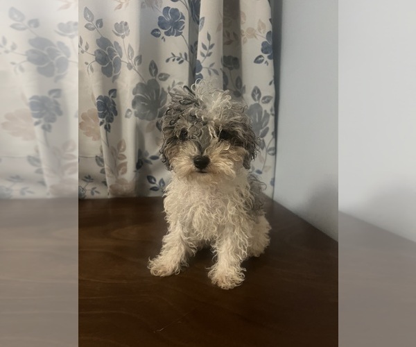 Medium Photo #37 Poodle (Miniature) Puppy For Sale in DURHAM, CT, USA