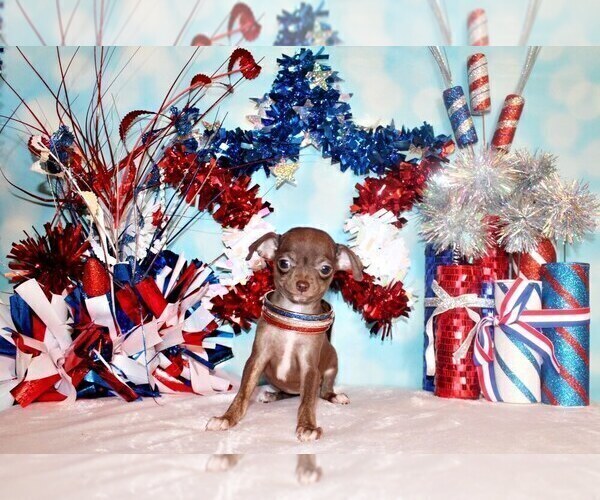 Medium Photo #74 Chihuahua Puppy For Sale in CHARLESTON, AR, USA