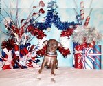 Small Photo #74 Chihuahua Puppy For Sale in CHARLESTON, AR, USA