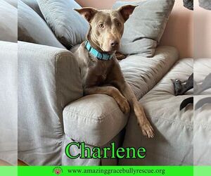 Charlene (Char) - Female Labrador Retriever-Unknown Mix Dog for Adoption - Photo #19