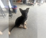 Small #15 German Shepherd Dog