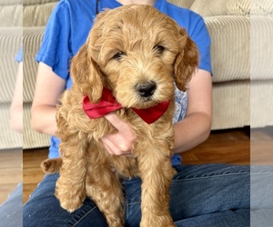 Goldendoodle (Miniature) Puppy for sale in ROY, UT, USA