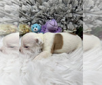 Small #9 Olde English Bulldogge