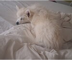 Small #5 Siberian Husky Mix