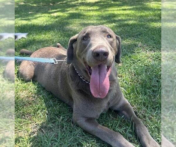 Medium Photo #5 Labmaraner Puppy For Sale in San Diego, CA, USA