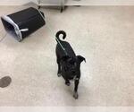 Small American Pit Bull Terrier Mix