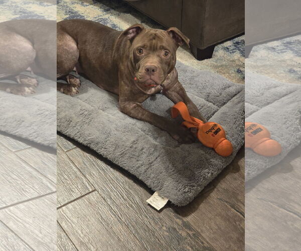 Medium Photo #14 American Staffordshire Terrier Puppy For Sale in Rosenberg, TX, USA