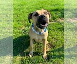 Small #6 Boxer Mix