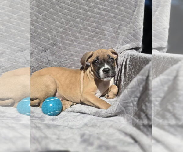 Medium Photo #2 Boxer-Unknown Mix Puppy For Sale in SHERBURNE, NY, USA