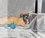 Small #1 Boxer Mix