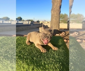 French Bulldog Puppy for sale in ATHERTON, CA, USA