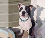 Small #45 American Pit Bull Terrier