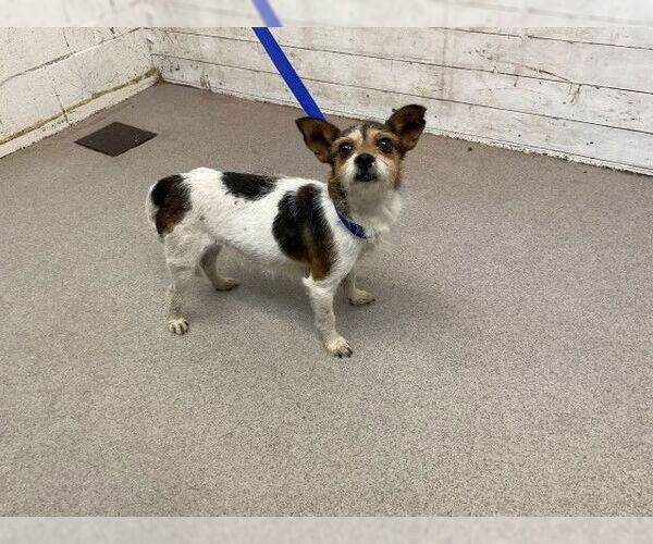 Medium Photo #1 Mutt Puppy For Sale in San Bernardino, CA, USA