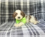 Small #5 Cavapoo