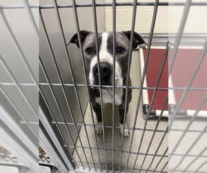 Mutt Dogs for adoption in West Valley, UT, USA