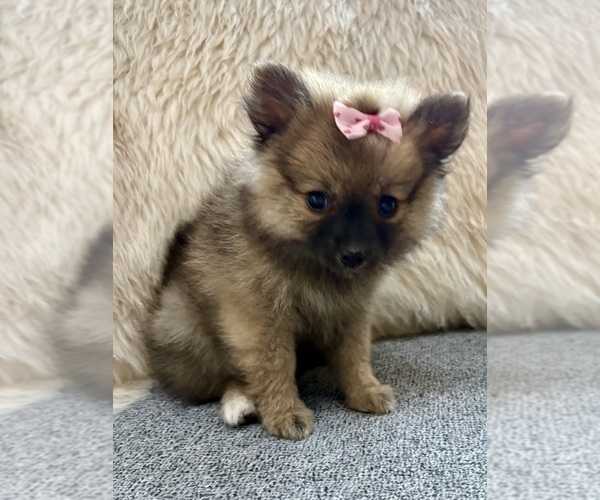 Medium Photo #2 Pomeranian Puppy For Sale in FAIR HAVEN, MI, USA