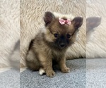 Small #1 Pomeranian