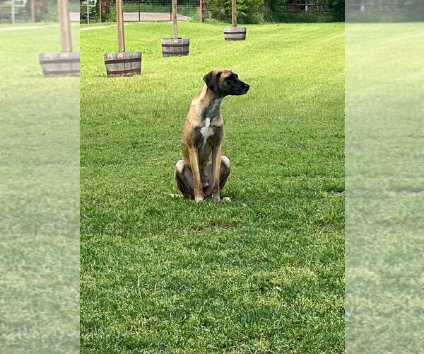 Medium Photo #2 Great Dane-Unknown Mix Puppy For Sale in Bullard, TX, USA