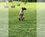 Small #1 Great Dane Mix