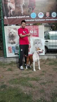 Medium Photo #1 American Staffordshire Terrier Puppy For Sale in Kragujevac, Central Serbia, Serbia