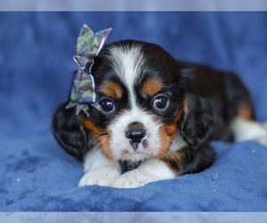 Cavalier King Charles Spaniel Puppy for sale in LIBERTY, KY, USA