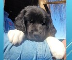 Small Photo #19 Great Bernese-Poodle (Standard) Mix Puppy For Sale in JONESVILLE, VA, USA