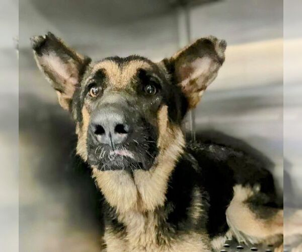 Medium Photo #5 German Shepherd Dog Puppy For Sale in columbia, SC, USA