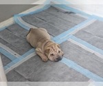 Puppy Spaghetti Chinese Shar-Pei