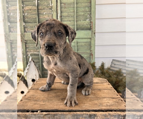 Medium Photo #2 Great Dane Puppy For Sale in MIDDLEBURY, IN, USA