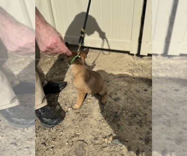 Medium Photo #20 German Malinois Puppy For Sale in GARLAND, NC, USA