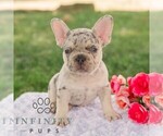 Small French Bulldog