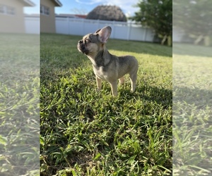 French Bulldog Puppy for sale in CORAL SPRINGS, FL, USA