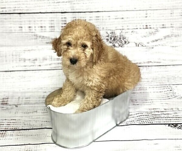Medium Photo #1 Bernedoodle (Miniature) Puppy For Sale in BAKERSFIELD, CA, USA
