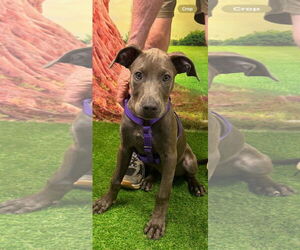 Great Dane-Weimaraner Mix Dogs for adoption in Euless, TX, USA