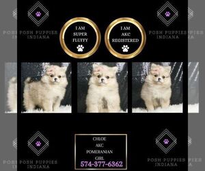 Pomeranian Puppy for sale in WARSAW, IN, USA
