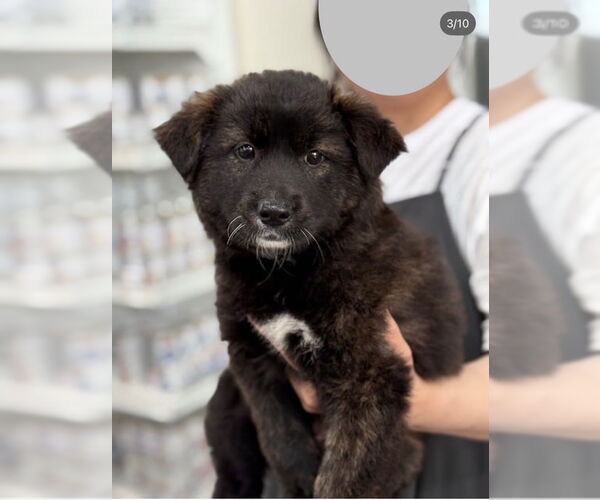 Medium Photo #3 Unknown-pomeranian spitz Mix Puppy For Sale in Agoura Hills, CA, USA