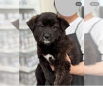 Small #2 pomeranian spitz Mix