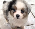 Puppy Puppy 1 Corgi-Aussie