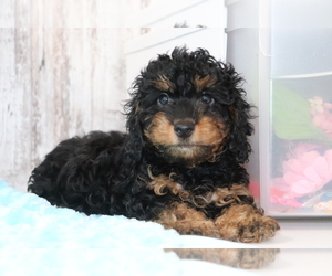 Doodle Puppy for sale in SHILOH, OH, USA