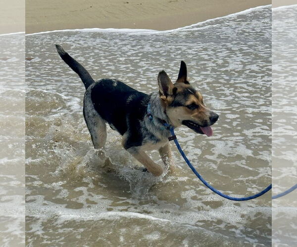 Medium Photo #2 Australian Cattle Dog-Unknown Mix Puppy For Sale in Newport Beach, CA, USA